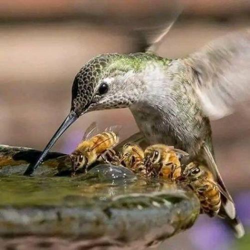 hummingbird