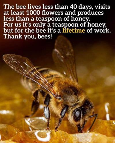 bees