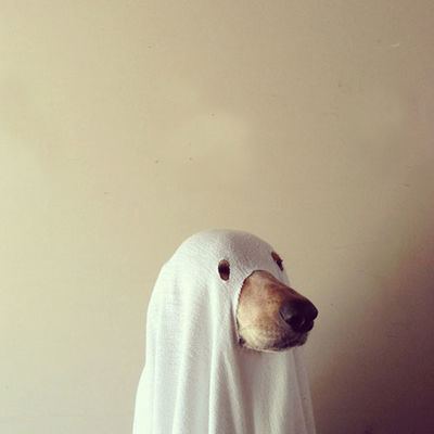 dog-005