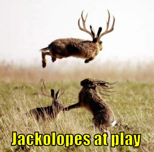 jap