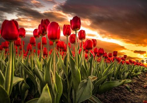Beauty in Place - Red Tulips
