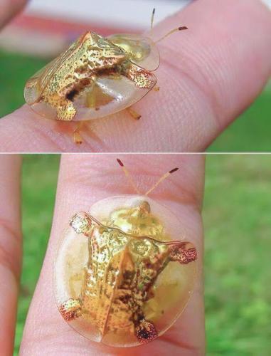 Golden Tortoise Beetle. Charidotella Sexpunctata --Leaf Beetle Family, Chrysomelidae, native to the Americas
