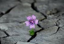 052624 - flower through rock