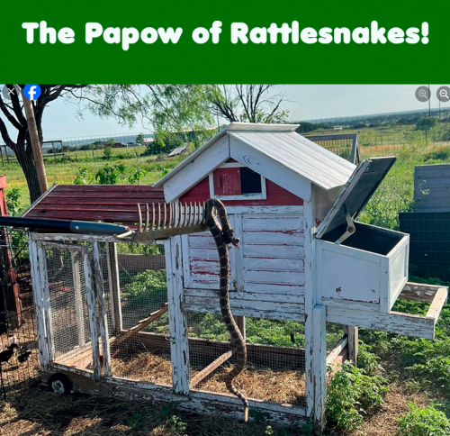 Papow Rattlesnake