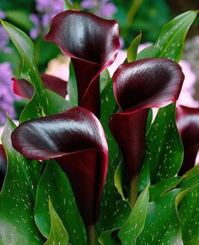 Flowers -- Gorgeous Black Calla Lily