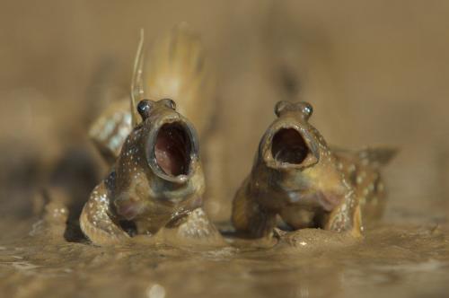 Nature, Funny, Mudskippers -- 'In Mid-Song', Daniel Trim {Comedy Wildlife Photography Awards (2023)}