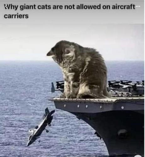 cats