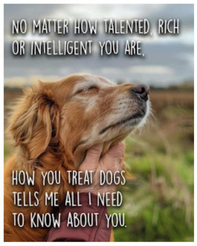 dogs