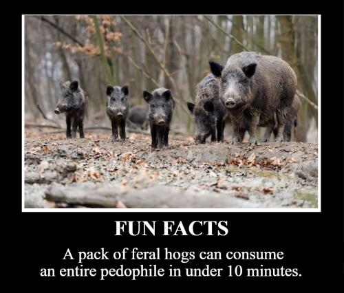 Fun Facts feral hogs