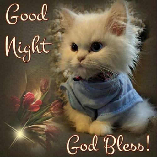 Kitty nite bless you