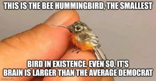 BeeHumingbird