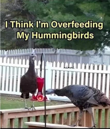 feeding humming