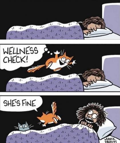 cat-wellness-check