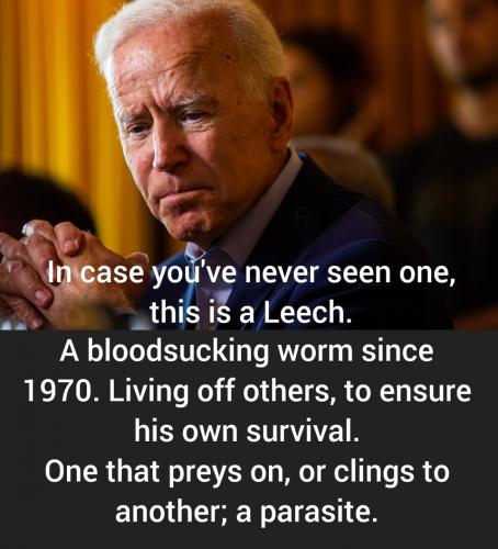 This is a Leech.960px