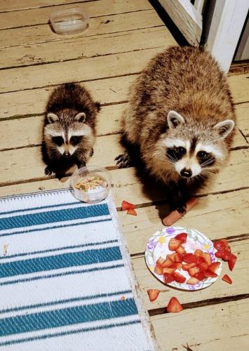 raccoons