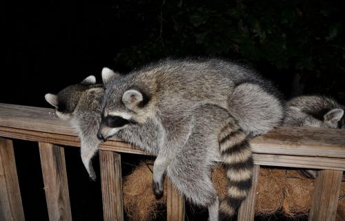 __opt__aboutcom__coeus__resources__content_migration__mnn__images__2015__09__nature-night-raccoons-d583edc312c14a90860d232fac61fbf3