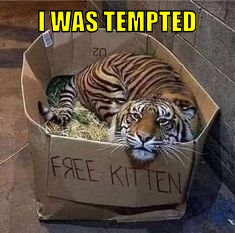 iwt