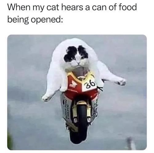 my cat
