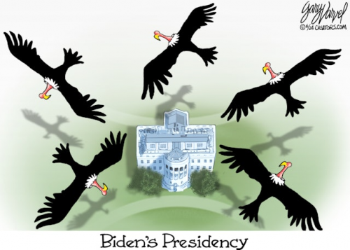 crows