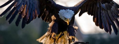 ATTACKING EAGLE
