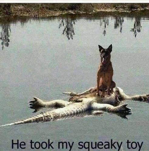 squeaky toy