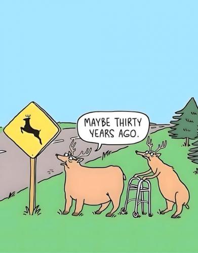 deer