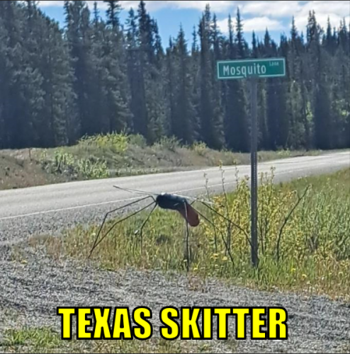 ts