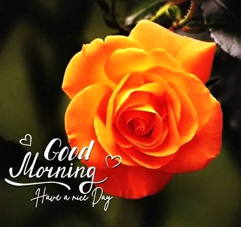 081724 -Orange Rose HAND