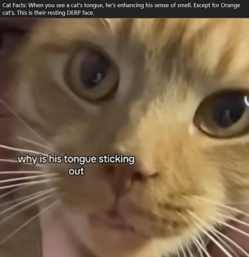 orange-derp