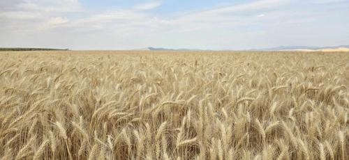 Harvest Aug 2024, KMcN