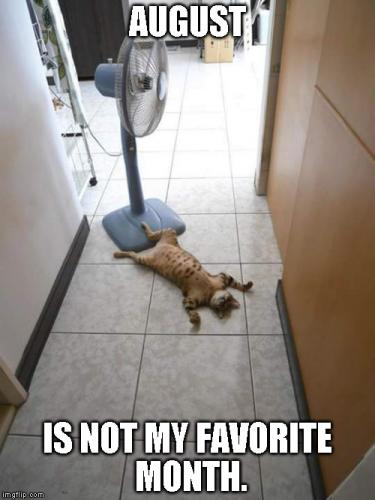 cat-august