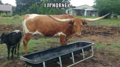 ih
