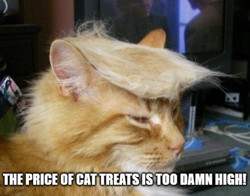 cat-maga