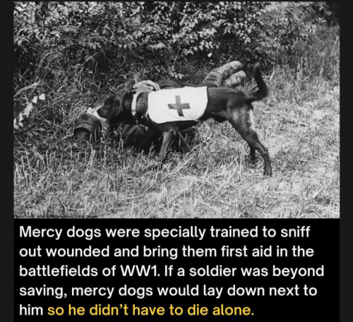 1000015258