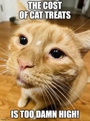 cat-treats