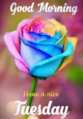 091724 - Multicolor Rose - Nice day