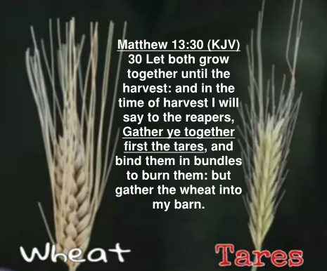 Matt 13.30