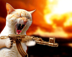 Cat AK47