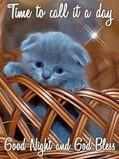 Cat nite