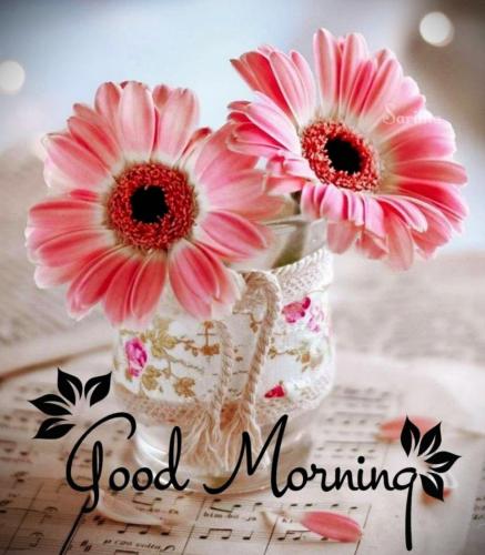 091624 - GM Pink Daisy