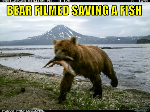 bfsaf