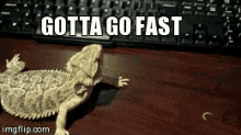 animals-bearded-dragon