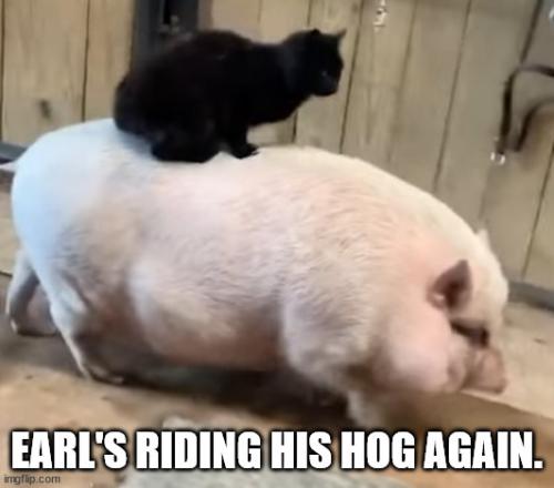 earl-ridin-hog