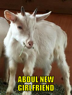 ang