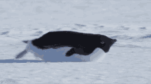 penguin-cute