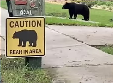 caution-bear