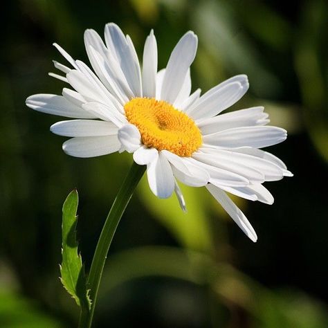 The Wild Daisy