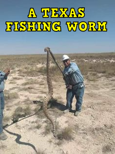 atfw
