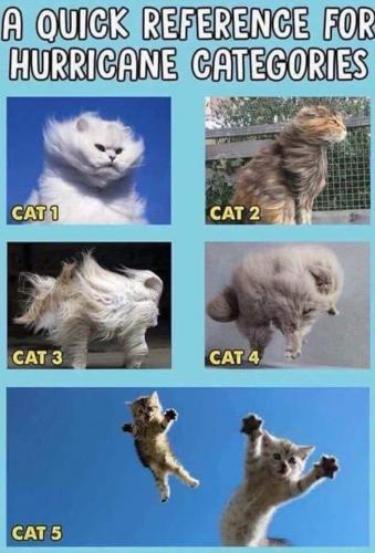 cat1