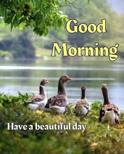110724 - GM geese